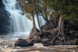 Cedar trees at Lower Falls, Gooseberry Falls State Park