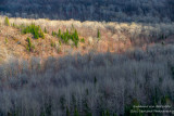 View from Juniper Rock overlook 4