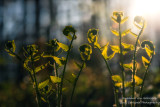 Ferns in evening light