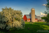 Blooming Apple tree in rural Wisconsin