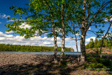 Split Rock lighthouse - view through a group of birch trees