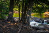 Cedar trees at Upper Gooseberry Falls