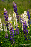 Group of blue & white Lupins