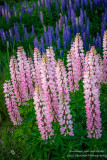 A group of pink Lupins