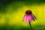 A single Echinacea flower (Coneflower)