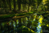 Reflections at a creek, Blue Hills, Wisconsin