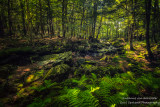 Magical forest light and creek