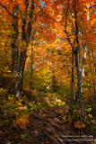 Maple trees in brilliant colors 1