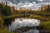 Beaver pond and dam, North East Minnesota
