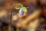 A shy Hepatica flower