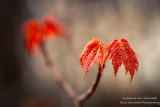 Emerging Maple leaves