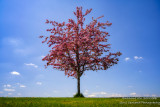 Pink Crabapple tree