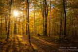 A golden autumn moment 1