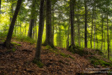 Hemlock forest, spring