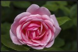 Favorite rose shots!