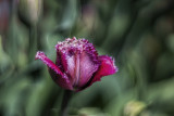 My first tulip to bloom...