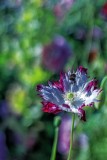 Photography with my Canon FD 50mm 1.8f vintage lens...