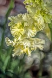 Photography with my Pentacon Auto 50mm 1.8f Vintage lens....