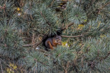 The Elusive Squirrel....