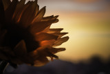 Sunflower at Sunrise
