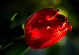 I ❤️ tulips