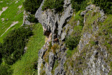 Closeup of Tatra chamois on the slope, Medodolsk Ridge, Tatra NP