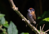 Ochre-bellied Piculet