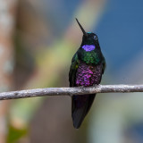 Blue-throated-Starfrontlet.