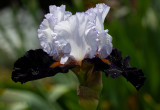 The Garden