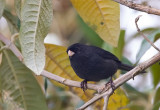 _Paramo Seedeater