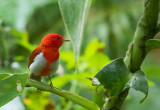 SCARLET-AND-WHITE TANAGER.