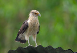 Yellow-headed Caracara