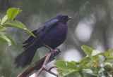 Carib Grackle