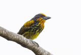 Gilded Barbet(f).j