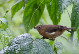 White-sided Flowerpiercer (f).