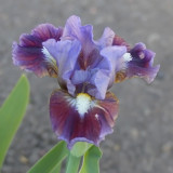 Lilliput Iris