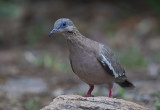 West-Peruvian Dove.