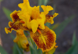 Iris Germanica ,, Dazzeling Gold,,