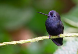 Blue-fronted Lancebill.