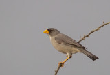 Cinerous-Finch.