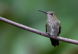 Many-spotted Hummingbird.