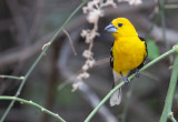 Golden-bellied Grosbeak.j