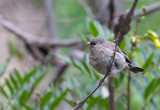 Band-Tailed Seedeater