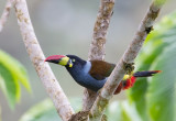 Grey-Breasted Mountain Toucan