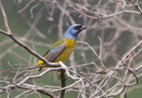 Blue-and-Yellow Tanager.