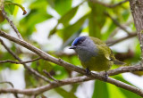 Capped Conebill (fem)