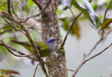 Capped Conebill  (Fem)