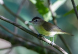 Brown-capped Vireo.