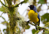 Hooded-Mountain Tanager.