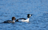 Common Goldeneye